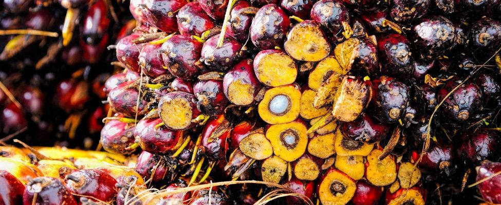 RSPO alyvpalmių aliejaus tiekimo grandinės sertifikavimas