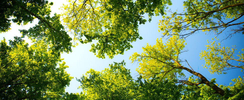 FSC<sup>®</sup> standartai