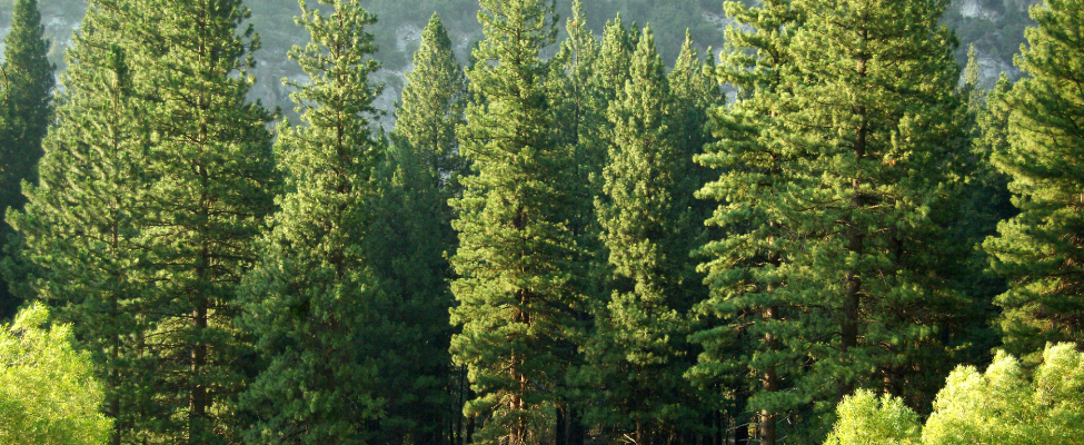 PEFC Medienos tiekimo grandinės sertifikavimas