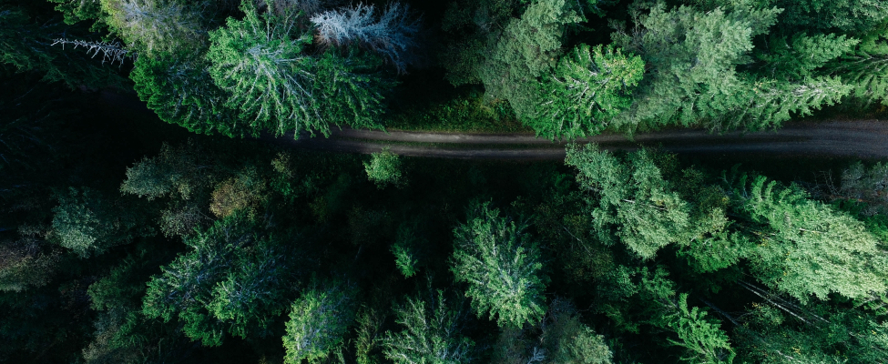 FSC<sup>®</sup> ekosisteminių paslaugų sertifikatas