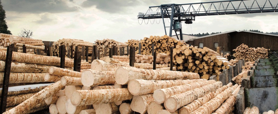 Jungtinės Karalystės medienos reglamentas UKTR