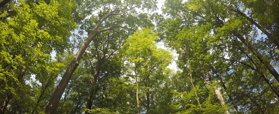 FSC<sup>®</sup> miškų tvarkymo sertifikatas