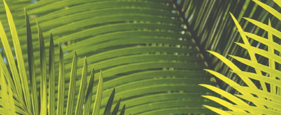 Kas slypi už RSPO prekių ženklo?