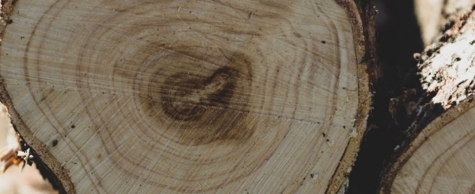 PEFC organizacija atnaujino PEFC produktų kategorijų sąrašą