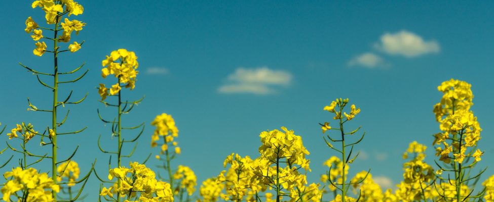 Patvirtintas ISCC EU pripažinimas pagal RED II direktyvą