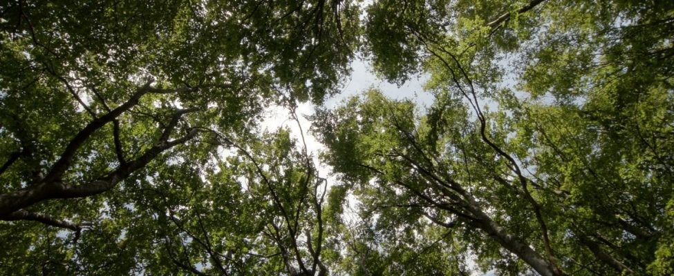 Draudimas prekiauti FSC® produktais iš Rusijos ir Baltarusijos – tol, kol baigsis karinė invazija