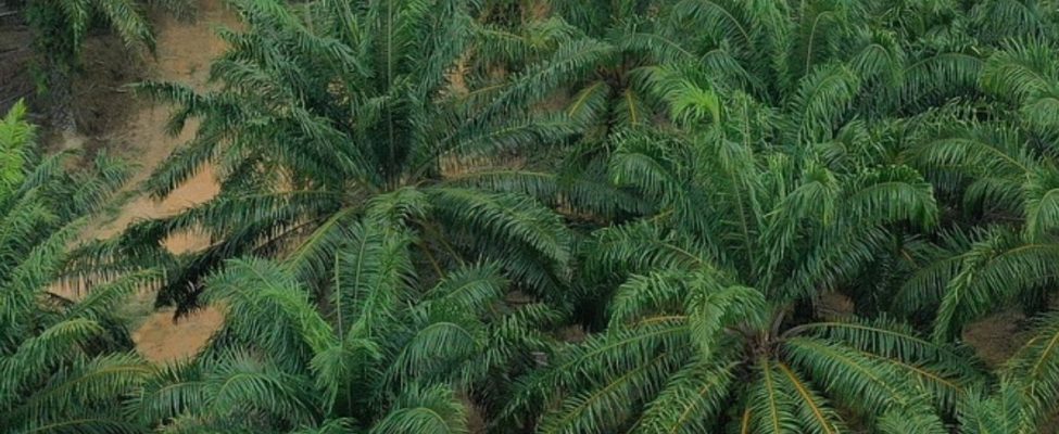 „Assurance Services International“ suteikė „BM Certification“ akreditaciją RSPO tiekimo grandinės sertifikavimui