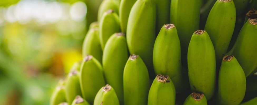 Tvarumas bananų sektoriuje – „Rainforest Alliance“ bananų programa