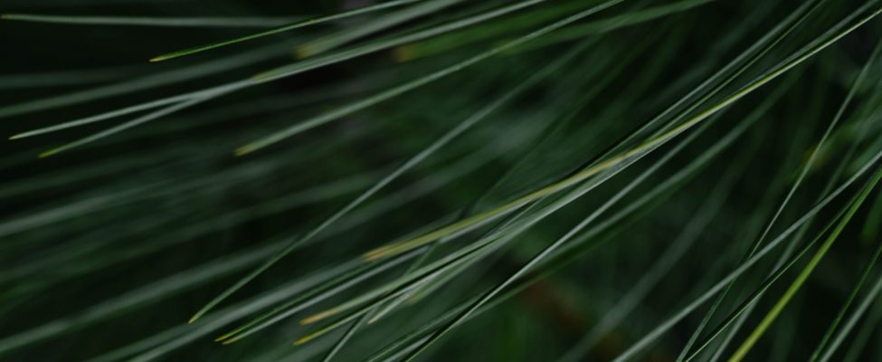 PEFC neribotam laikui pratęsė „Konfliktinė mediena“ patikslinimo taikymą medienai iš Rusijos ir Baltarusijos