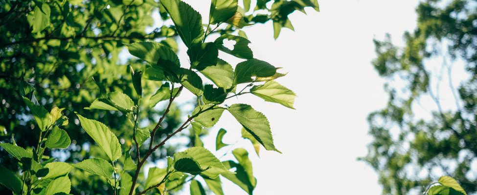 Nuolatinio tobulinimo procedūra (Continuous Improvement Procedure FSC-PRO-30-011)