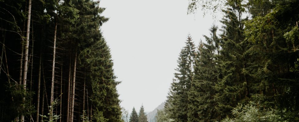 FSC® paskelbė naują Asociacijos politikos V3-0 versiją