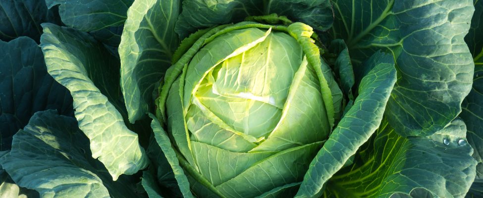 Ką turite žinoti apie GLOBAL G.A.P.?