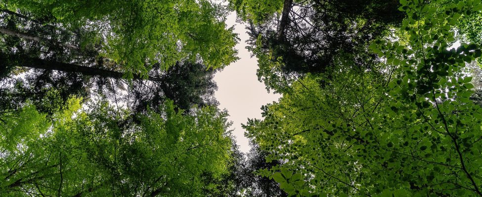 Tarptautinė miškų diena