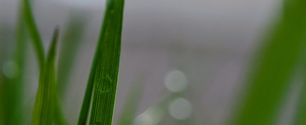 Anglies pėdsakas (ISO 14067, PAS 2050)