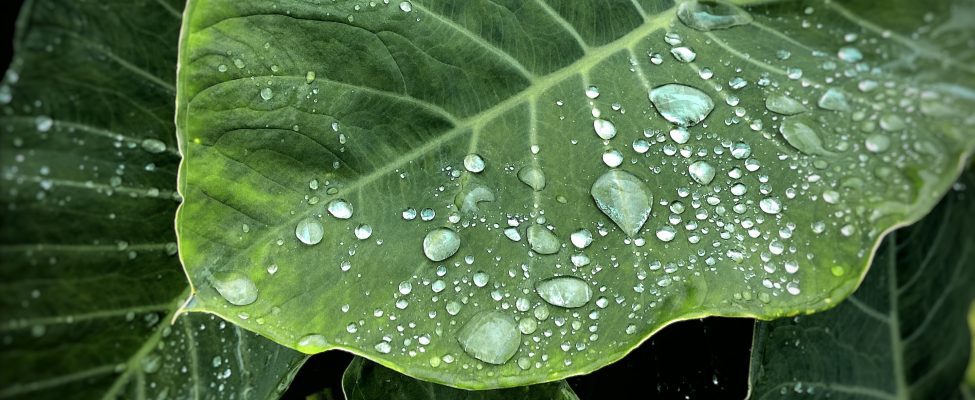 ISO 14046 Vandens pėdsakas