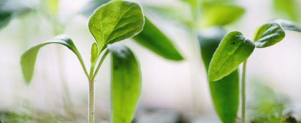 “BM Certification“ plečia savo paslaugų spektrą, teikdama keletą anglies pėdsako tikrinimo paslaugų