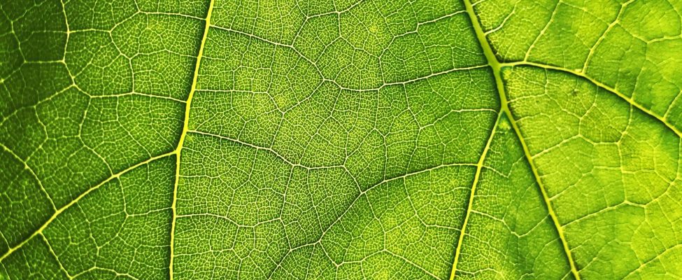 ES miškų naikinimo reglamentas (EUDR)