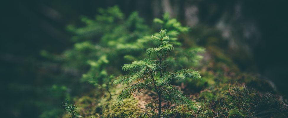 Europos Sąjungos reglamento dėl produktų, kurių gamybai netaikomas miškų kirtimas (EUDR), atitiktis FSC ir PEFC tiekimo grandies sistemoms