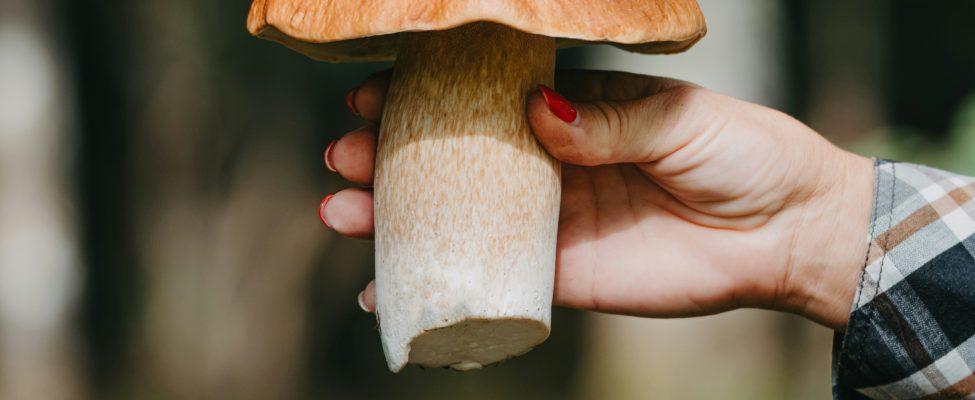 Miškų, maisto ir tiekimo grandinės sertifikavimo svarba