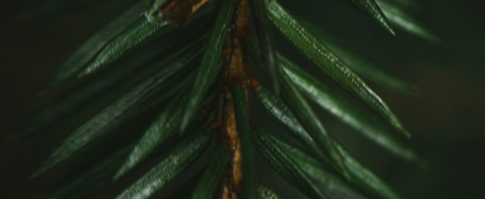 PEFC taryba sudarė sutartį su „BM Certification“ dėl PEFC RED II auditų teikimo